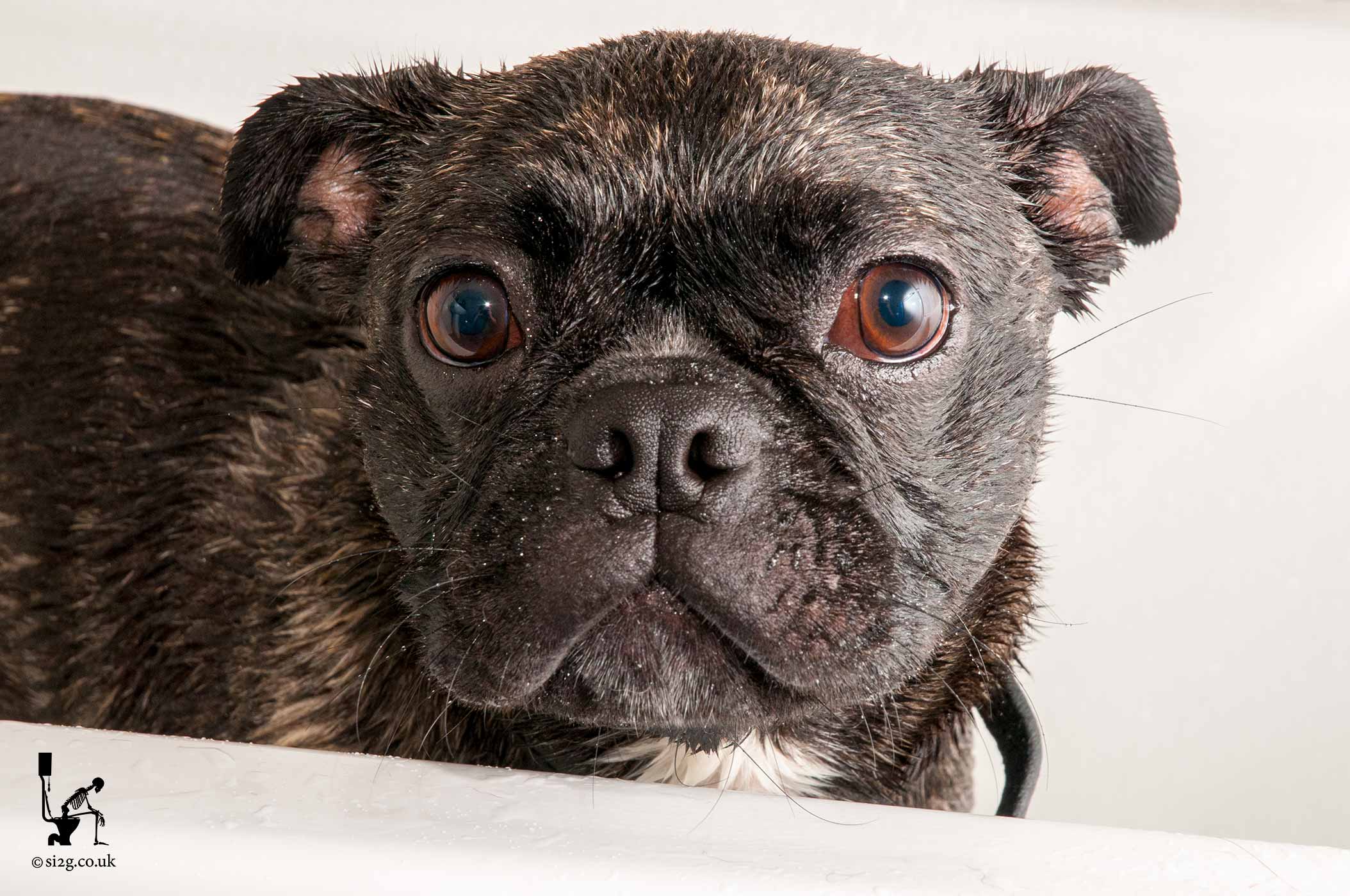 Naughty Doggy - Still, to this day, the naughtiest little doggy in the world - EVER!  This cross between a Pug and a Boston Terrier, often known as a Bug, stands in a bath tub after having a bath.