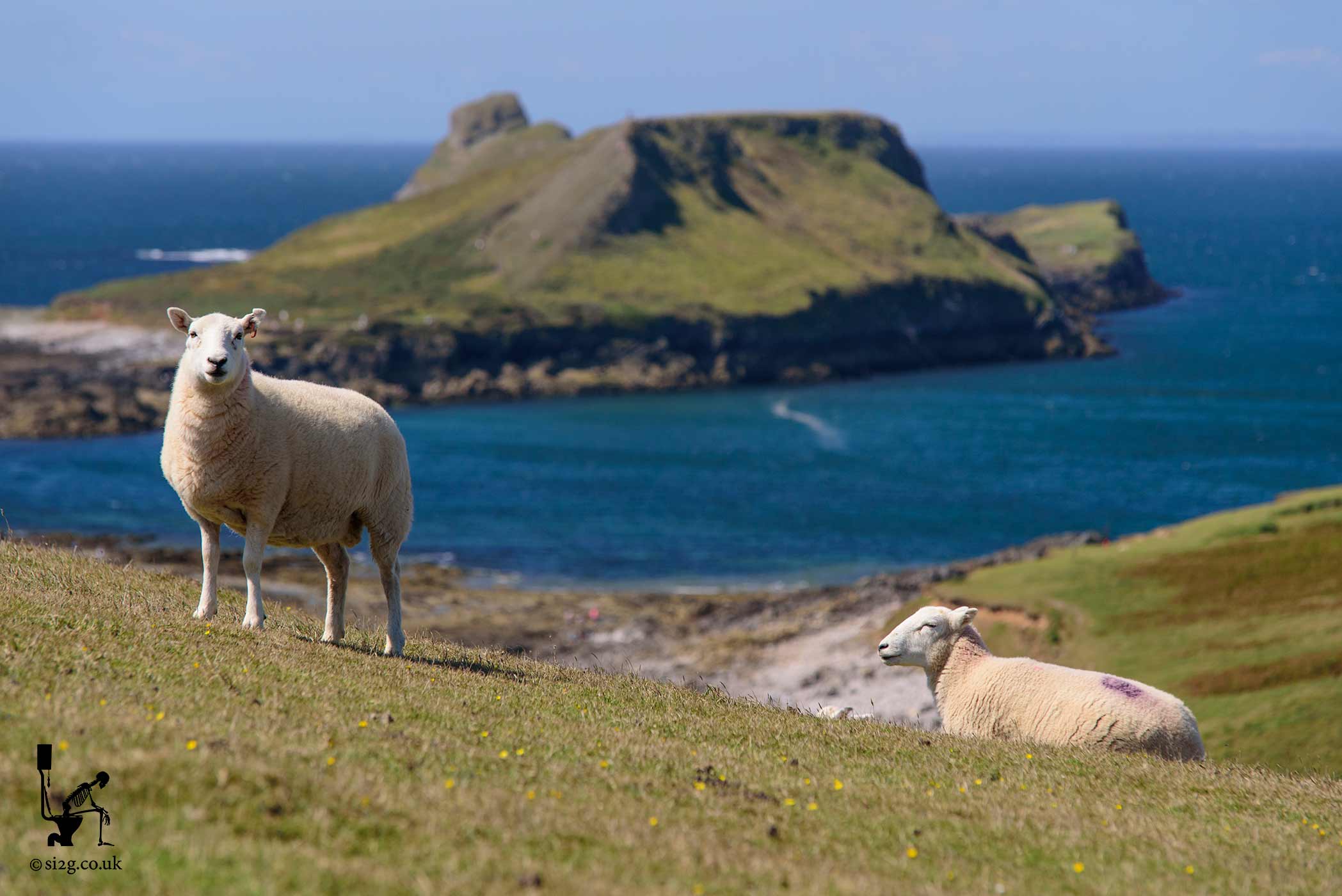 Sheep Enjoying Worms Head - They say you