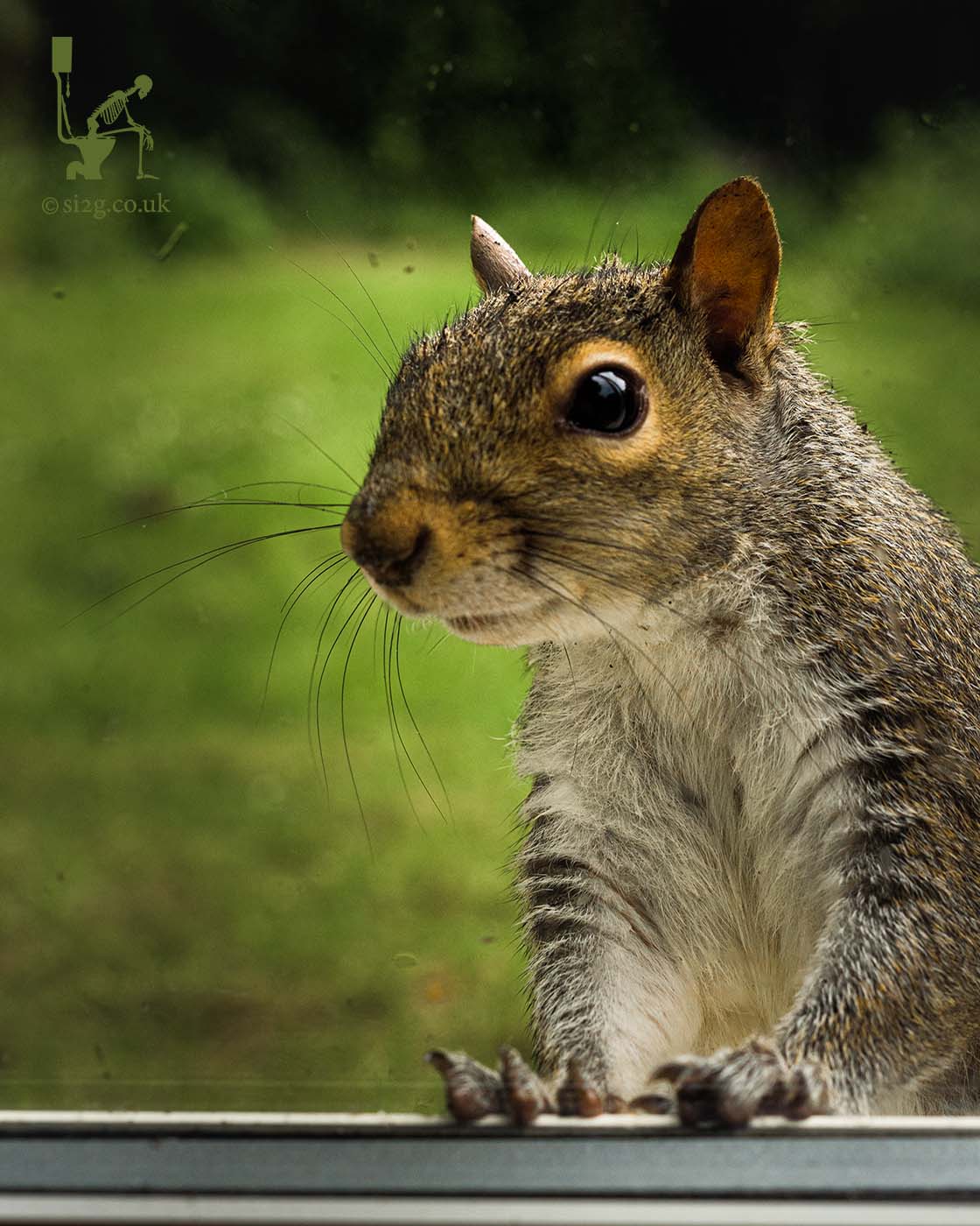 Squirrel - This cheeky little character comes to the window to watch you working.